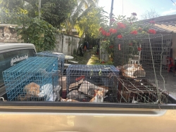 461274609_856584699953559_1875184893552404513_n.jpg - Spay/Neuter 23 cats Two dogs | https://www.santisookdogandcat.org