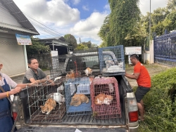 461430867_856584763286886_2671673460522917439_n.jpg - Spay/Neuter 23 cats Two dogs | https://www.santisookdogandcat.org