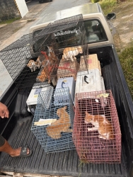 461594820_856584729953556_7069834156993694810_n.jpg - Spay/Neuter 23 cats Two dogs | https://www.santisookdogandcat.org