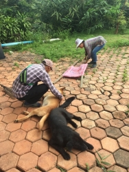 463564034_876328581312504_1491125867450004189_n.jpg - Spay/neuter โครงการทำหมัน(ฟรี) ให้สุนัขและแมวจร 2-3 พ.ย 2567 มูลนิธิสันติสุขเพื่อสุนัขและแมวจรจัด(สั | https://www.santisookdogandcat.org