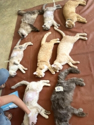 463975114_876328544645841_1793269308367839820_n.jpg - Spay/neuter โครงการทำหมัน(ฟรี) ให้สุนัขและแมวจร 2-3 พ.ย 2567 มูลนิธิสันติสุขเพื่อสุนัขและแมวจรจัด(สั | https://www.santisookdogandcat.org