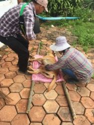 464785181_876323597979669_6531119254012138414_n.jpg - Spay/neuter โครงการทำหมัน(ฟรี) ให้สุนัขและแมวจร 2-3 พ.ย 2567 มูลนิธิสันติสุขเพื่อสุนัขและแมวจรจัด(สั | https://www.santisookdogandcat.org