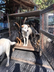 469352295_902890865322942_8744849243985948761_n.jpg - TNR Spaying/nueterling dogs and cats All donations you can help them | https://www.santisookdogandcat.org