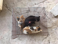 471513841_921842483427780_3485027858801018560_n.jpg - Spay/neutering Temple cats | https://www.santisookdogandcat.org