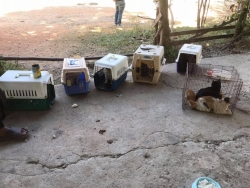 471515060_921842260094469_1029977919220946667_n.jpg - Spay/neutering Temple cats | https://www.santisookdogandcat.org