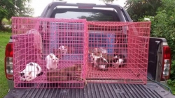 472148422_921848906760471_9210804950191561489_n.jpg - Spay/neutering Temple cats | https://www.santisookdogandcat.org