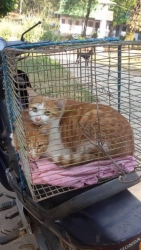 472584729_921848890093806_6853090965314303727_n.jpg - Spay/neutering Temple cats | https://www.santisookdogandcat.org