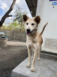 471257535_923405413271487_4262651107484853018_n.jpg - Successful treatment, happy ending very sweet dog she ready for adoption | https://www.santisookdogandcat.org