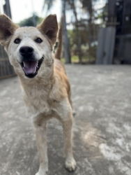 472617696_923405686604793_7739185372611618311_n.jpg - Successful treatment, happy ending very sweet dog she ready for adoption | https://www.santisookdogandcat.org