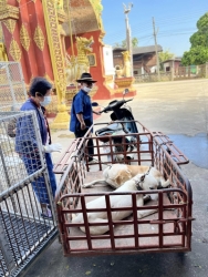 470572637_933919832220045_2976878234046676756_n.jpg - Successful spay/neuter Lampang Province Five day 324 dogs and cats | https://www.santisookdogandcat.org