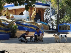 473359698_933919448886750_1768337640191358594_n.jpg - Successful spay/neuter Lampang Province Five day 324 dogs and cats | https://www.santisookdogandcat.org