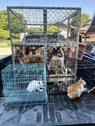 474062829_933921475553214_2175504727560749058_n.jpg - Successful spay/neuter Lampang Province Five day 324 dogs and cats | https://www.santisookdogandcat.org