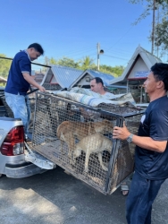 474090124_933919568886738_8612079269680191419_n.jpg - Successful spay/neuter Lampang Province Five day 324 dogs and cats | https://www.santisookdogandcat.org