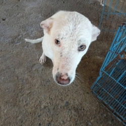 71716887_389029175103629_1694403347466944512_n.jpg - White sweet Anather Rescue Successful Treatment at Santisook dog and cat rescue foundation  | https://www.santisookdogandcat.org