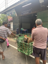 487405942_991289653149729_3279181013257636248_n.jpg - 140 spay/neuter Dogs and dogs Pai Mae Hong son Thailand | https://www.santisookdogandcat.org