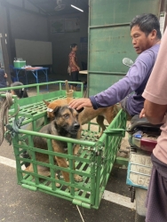 487943338_991289696483058_6784654625693506305_n.jpg - 140 spay/neuter Dogs and dogs Pai Mae Hong son Thailand | https://www.santisookdogandcat.org
