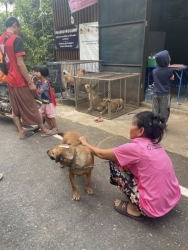 489437643_991289659816395_2343499386995100238_n.jpg - 140 spay/neuter Dogs and dogs Pai Mae Hong son Thailand | https://www.santisookdogandcat.org