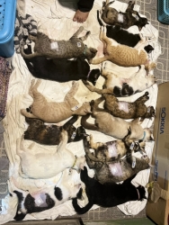 503986322_1029663425979018_6698340506857549859_n.jpg - โครงการทำหมันฟรีสุนัขและแมวจรจัด โดยมูลนิธิสันติสุขเพื่อสุนัขและแมวจรจัด | https://www.santisookdogandcat.org