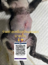 501660298_1043531407925553_542787361491103423_n.jpg - เรื่องราวของมิ้วน้อยผู้น่าสงสาร มีนักท่องเที่ยวใจดีได้พบลูกแมวตัวน้อยอยู่ข้างทางในสภาพน่าเวทนา ด้วยอ | https://www.santisookdogandcat.org
