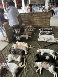 548514291_1112865394325487_4796738804886916175_n.jpg - โครงการทำหมัน+ฉีดพิษสุนัขบ้า เทศบาลตำบลแม่วาง เชียงใหม่ จำนวน 115 ตัวเสร็จสิ้นลง ส่วนมากเป็นสุนัขตลา | https://www.santisookdogandcat.org