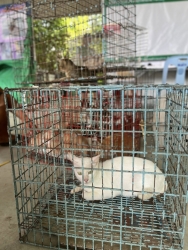 549874052_1112865474325479_1659722090648891731_n.jpg - โครงการทำหมัน+ฉีดพิษสุนัขบ้า เทศบาลตำบลแม่วาง เชียงใหม่ จำนวน 115 ตัวเสร็จสิ้นลง ส่วนมากเป็นสุนัขตลา | https://www.santisookdogandcat.org
