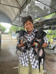 550850202_1116612267284133_6114439545841443458_n.jpg - เสร็จสิ้นโครงการทำหมัน ฉีดวัคซีนพิษสุนัขบ้า มูลนิธิสันติสุขเพื่อสุนัขและแมวจรจัดร่วมกับเทศบาลตำบลเกา | https://www.santisookdogandcat.org