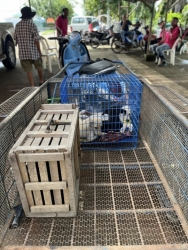 552357004_1116612893950737_6113964695410391593_n.jpg - เสร็จสิ้นโครงการทำหมัน ฉีดวัคซีนพิษสุนัขบ้า มูลนิธิสันติสุขเพื่อสุนัขและแมวจรจัดร่วมกับเทศบาลตำบลเกา | https://www.santisookdogandcat.org