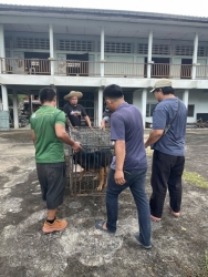 554485170_1116612297284130_8959264987152184407_n.jpg - เสร็จสิ้นโครงการทำหมัน ฉีดวัคซีนพิษสุนัขบ้า มูลนิธิสันติสุขเพื่อสุนัขและแมวจรจัดร่วมกับเทศบาลตำบลเกา | https://www.santisookdogandcat.org