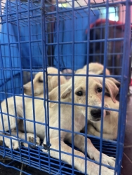 554861768_1116613313950695_3504403092769156537_n.jpg - เสร็จสิ้นโครงการทำหมัน ฉีดวัคซีนพิษสุนัขบ้า มูลนิธิสันติสุขเพื่อสุนัขและแมวจรจัดร่วมกับเทศบาลตำบลเกา | https://www.santisookdogandcat.org