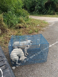 556958198_1126058469672846_4443287614713649003_n.jpg - TNR stray, dog spay and neuter.  by Santisook dogs and cats rescue foundation in Lampung  การเกิดที่ | https://www.santisookdogandcat.org