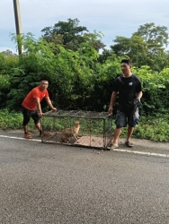 557432078_1126058176339542_1872158568299757352_n.jpg - TNR stray, dog spay and neuter.  by Santisook dogs and cats rescue foundation in Lampung  การเกิดที่ | https://www.santisookdogandcat.org