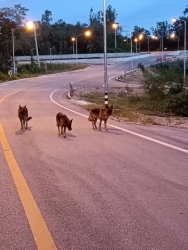 557269809_1127498149528878_8312804347248202981_n.jpg - Stop abandon animals. Need forever home. มั่นใจว่าเป็นการถูกนำมาปล่อยทิ้ง สุนัขสายพันธุ์เยอรมันเชเพิ | https://www.santisookdogandcat.org