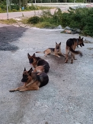 558805539_1127498159528877_5197204405128104667_n.jpg - Stop abandon animals. Need forever home. มั่นใจว่าเป็นการถูกนำมาปล่อยทิ้ง สุนัขสายพันธุ์เยอรมันเชเพิ | https://www.santisookdogandcat.org