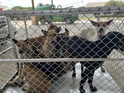 565219982_1137672631844763_1757251673821920946_n.jpg - โครงการ Trap, Spay/Neuter, and Return โดย: มูลนิธิสันติสุขเพื่อสุนัขและแมวจรจัด ✅   | https://www.santisookdogandcat.org