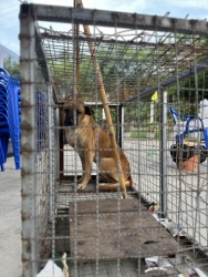 565829161_1137672451844781_2204456330695360898_n.jpg - โครงการ Trap, Spay/Neuter, and Return โดย: มูลนิธิสันติสุขเพื่อสุนัขและแมวจรจัด ✅   | https://www.santisookdogandcat.org
