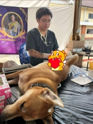 566195610_1137671925178167_2609306352034273403_n.jpg - โครงการ Trap, Spay/Neuter, and Return โดย: มูลนิธิสันติสุขเพื่อสุนัขและแมวจรจัด ✅   | https://www.santisookdogandcat.org