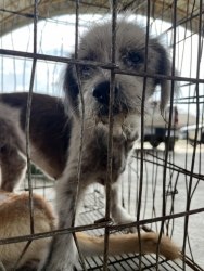 566217864_1137672541844772_5150225854246769723_n.jpg - โครงการ Trap, Spay/Neuter, and Return โดย: มูลนิธิสันติสุขเพื่อสุนัขและแมวจรจัด ✅   | https://www.santisookdogandcat.org