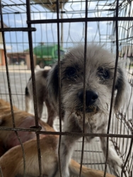 515664489_1139328288345864_3378320318978670207_n.jpg - สุนัขถูกทิ้ง เมื่อแก่ เมื่อหมดความน่ารัก เจ็บป่วยเหม็น เขาคือสิ่งมีชีวิตที่ไม่มีโอกาส ร้องขอความเห็น | https://www.santisookdogandcat.org