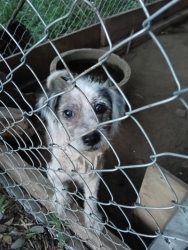 565638324_1139328251679201_4567017787134772548_n.jpg - สุนัขถูกทิ้ง เมื่อแก่ เมื่อหมดความน่ารัก เจ็บป่วยเหม็น เขาคือสิ่งมีชีวิตที่ไม่มีโอกาส ร้องขอความเห็น | https://www.santisookdogandcat.org