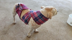 569906383_1140626474882712_4574051141421842741_n.jpg - พร้อมมาก❤️ เทศกาลจุดพลุ ที่กำลังจะมาถึง  แสนสนุกสำหรับมนุษย์ แต่สร้างความหวาดกลัวแสนสาหัส ให้กับสรรพ | https://www.santisookdogandcat.org