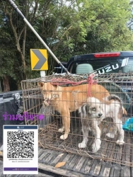 571224055_1145463384399021_5789982418535421004_n.jpg - เลือกได้ก็คงไม่อยากถูกทิ้ง 1: ตัวป่วยTVT 1:ตัวแก่โรคผิวหนัง สุนัขทั้งสองถูกทิ้งที่ม่อนพยาแช่ คุณAmph | https://www.santisookdogandcat.org