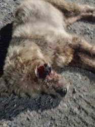 574264426_1150085690603457_6704152215694375517_n.jpg - ด่วนที่สุด ขอโอกาสรอดชีวิตให้น้องแฮปปี้  เมื่อไม่มีใครต้องการ ไม่มีบ้าน... เมื่อถึงคราวเจ็บป่วยยิ่งท | https://www.santisookdogandcat.org