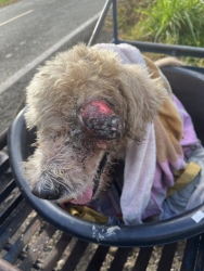 576938509_1150085923936767_3243936253651209347_n.jpg - ด่วนที่สุด ขอโอกาสรอดชีวิตให้น้องแฮปปี้  เมื่อไม่มีใครต้องการ ไม่มีบ้าน... เมื่อถึงคราวเจ็บป่วยยิ่งท | https://www.santisookdogandcat.org