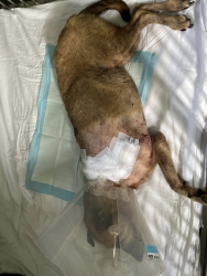 578237270_1155068946771798_7785355648442207518_n.jpg - อัปเดตอาการ สุนัขได้รับการผ่าตัดเอาขาออกแล้ว และรอรักษาตัวตัดไหมเสร็จจึงกลับวัดได้ | https://www.santisookdogandcat.org