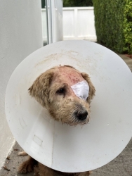 580461067_1160958336182859_7419256780233458582_n.jpg - อัปเดตอาการและการรักษา สุนัขจรบาดเจ็บที่ลูกตา น้องได้รับการผ่าตัดลูกตาออกแล้ว น้องอยู่โรงพยาบาลจนตัด | https://www.santisookdogandcat.org