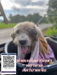 583436381_1160958306182862_4090814388928341306_n.jpg - อัปเดตอาการและการรักษา สุนัขจรบาดเจ็บที่ลูกตา น้องได้รับการผ่าตัดลูกตาออกแล้ว น้องอยู่โรงพยาบาลจนตัด | https://www.santisookdogandcat.org