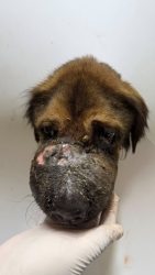 585089052_1163867395891953_2581884500002249878_n.jpg - UPDATE‼️ อาการเจ้าปิงปิง รายงานผลการรักษา ผลตรวจเลือด พบพยาธิเม็ดเลือดชนิดคอนเฟิร์ม คือ E.canis และ  | https://www.santisookdogandcat.org