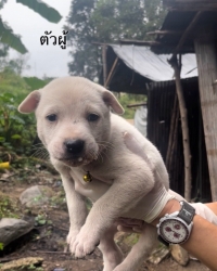 585170847_1168718982073461_6846487031245293009_n.jpg - ต้องการบ้านค่ะ ยากที่สุดคือหาบ้านให้สีขาทั้งหลาย เด็กๆกลุ่มนี้พี่น้องกันเป็นพันธุ์ผสม ขาสั้น หน้าตาน | https://www.santisookdogandcat.org