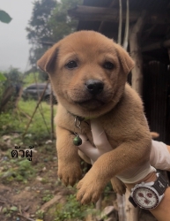 589167621_1168718995406793_1324347257682335013_n.jpg - ต้องการบ้านค่ะ ยากที่สุดคือหาบ้านให้สีขาทั้งหลาย เด็กๆกลุ่มนี้พี่น้องกันเป็นพันธุ์ผสม ขาสั้น หน้าตาน | https://www.santisookdogandcat.org