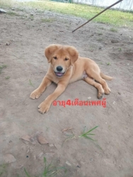 589894527_1169329628679063_3306675285113100711_n.jpg - ต้องการบ้านค่ะ ยากที่สุดคือหาบ้านให้สีขาทั้งหลาย เด็กๆกลุ่มนี้พี่น้องกันเป็นพันธุ์ผสม ขาสั้น หน้าตาน | https://www.santisookdogandcat.org